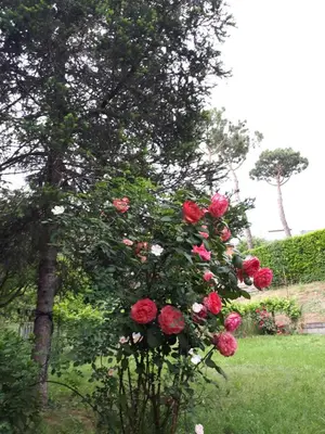a bush of red roses in a yard at B&B Papa Leone Countryrooms in Rome