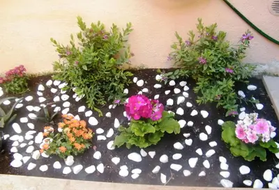 a group of flowers on a black and white spotted ground at Pisetzky-Spadaro Apartments - Vegezio Roma in Rome