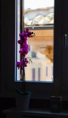 a purple flower in a vase in front of a window at Rhome Luxury suite in Rome