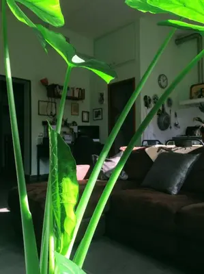 a green plant in a living room with a couch at your Rome basic but bonnie corner in Rome