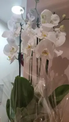 a vase with white orchid flowers in a room at InnVatican Guest House in Rome
