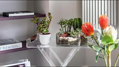 a glass shelf with cactuses and plants on it at Moma Roma in Rome