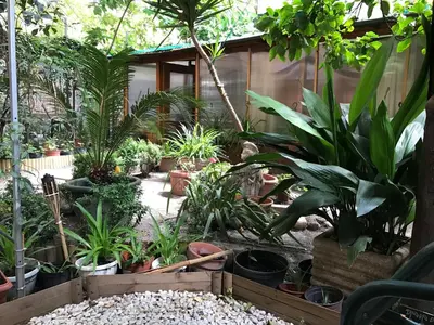 a garden with many plants in a yard at La Casa di Elena in Rome