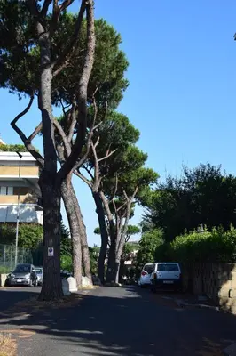 a row of trees on the side of a street at Eva's house Roma in Rome