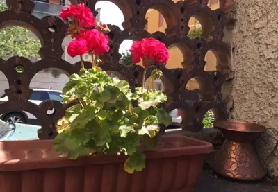 a potted plant with pink flowers in a pot at Relais Villa Fiorelli in Rome