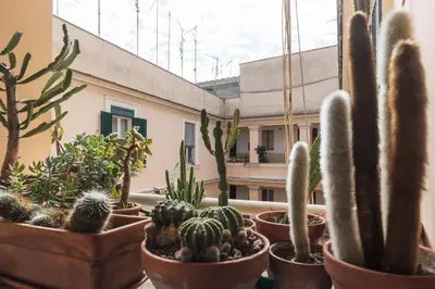 a group of cacti and plants in pots on a window at Lively Roma Trastevere renovated apartment - FromHometoRome in Rome