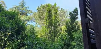 a view of some trees from a window at La Breccia A Porta Pia in Rome