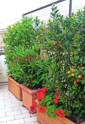 a group of plants and flowers in pots at Living by Vatican with panoramic terraces in Rome in Rome