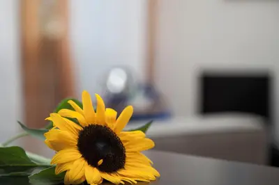 a yellow sunflower sitting on top of a table at Santa Croce in Rome
