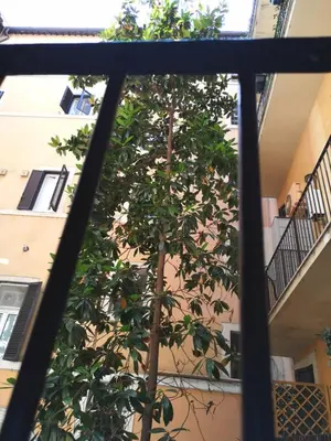 an orange tree seen through a window at Dulcis In Pantheon in Rome