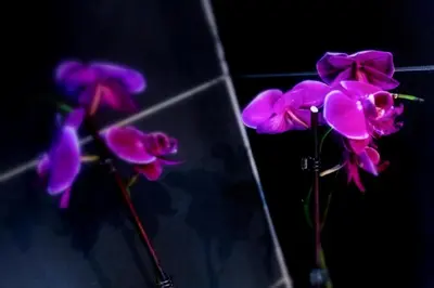 a group of purple flowers in a vase at Hotel Gabriella in Rome