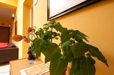 a plant sitting on a table in a room at Passeggiate Romane in Rome