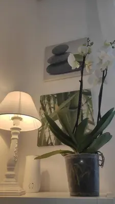 a lamp and a potted plant on a table at CASETTE DEI QUINTILI in Rome