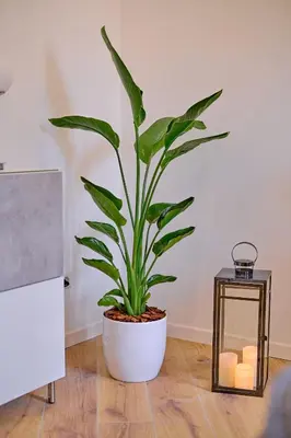 a plant in a white pot next to a side table at Remuria Domus in Rome