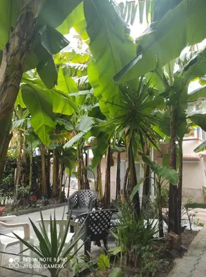 a bench sitting under a bunch of banana trees at Casa Mario in Rome