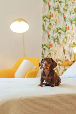a small brown dog sitting on a bed at Alloggio Re di Roma 43 in Rome